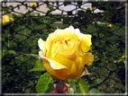 foto Rose